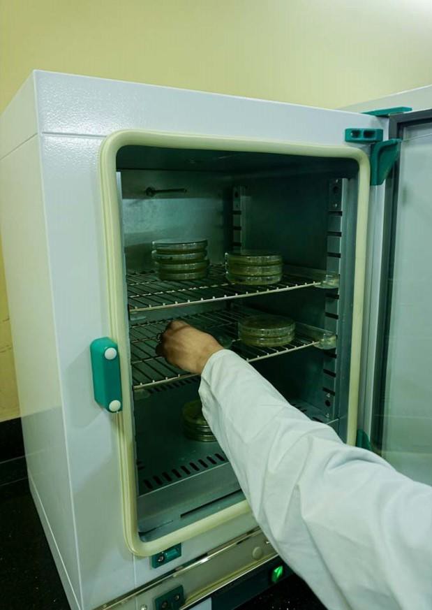 Incubator